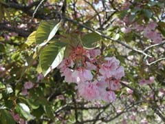 青葉城。遅咲きの八重桜。天気も良くて過ごしやすい一日でした