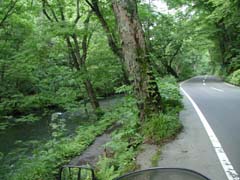 渓流と道路が平行に走る緑のトンネル